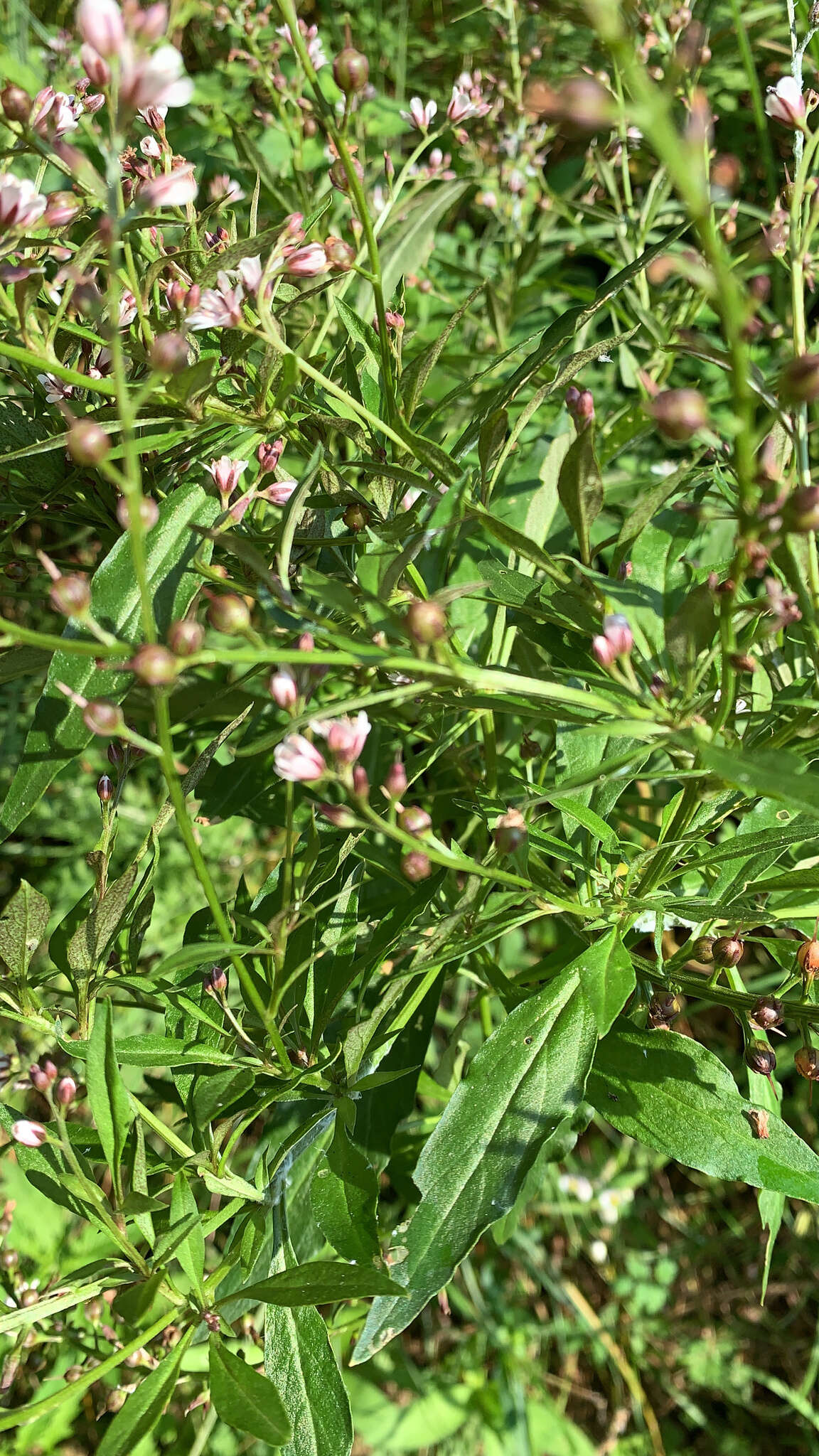 Image of Lysimachia dubia Solander