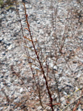 Image of saltcedar