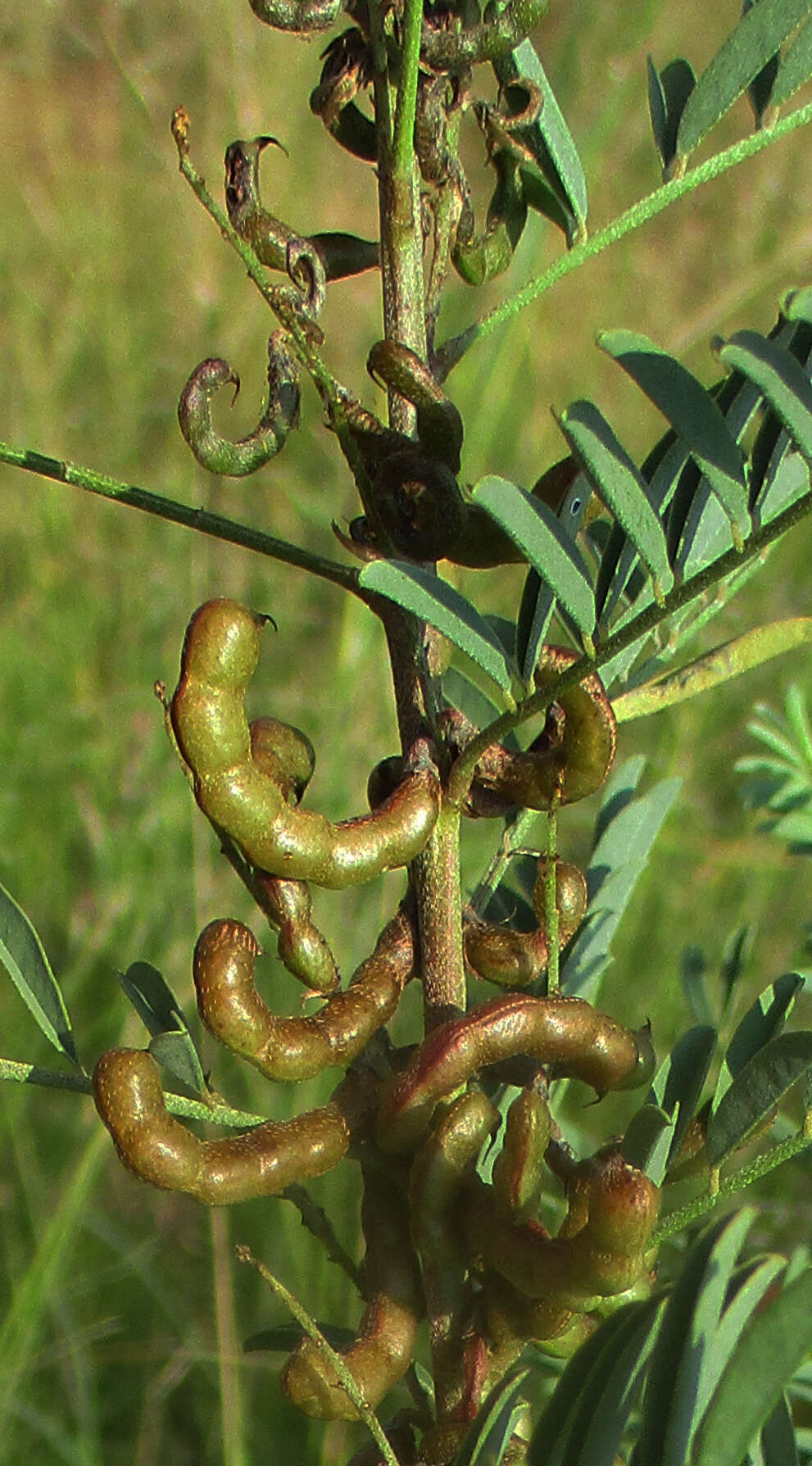 Image of Indigofera cryptantha subsp. cryptantha