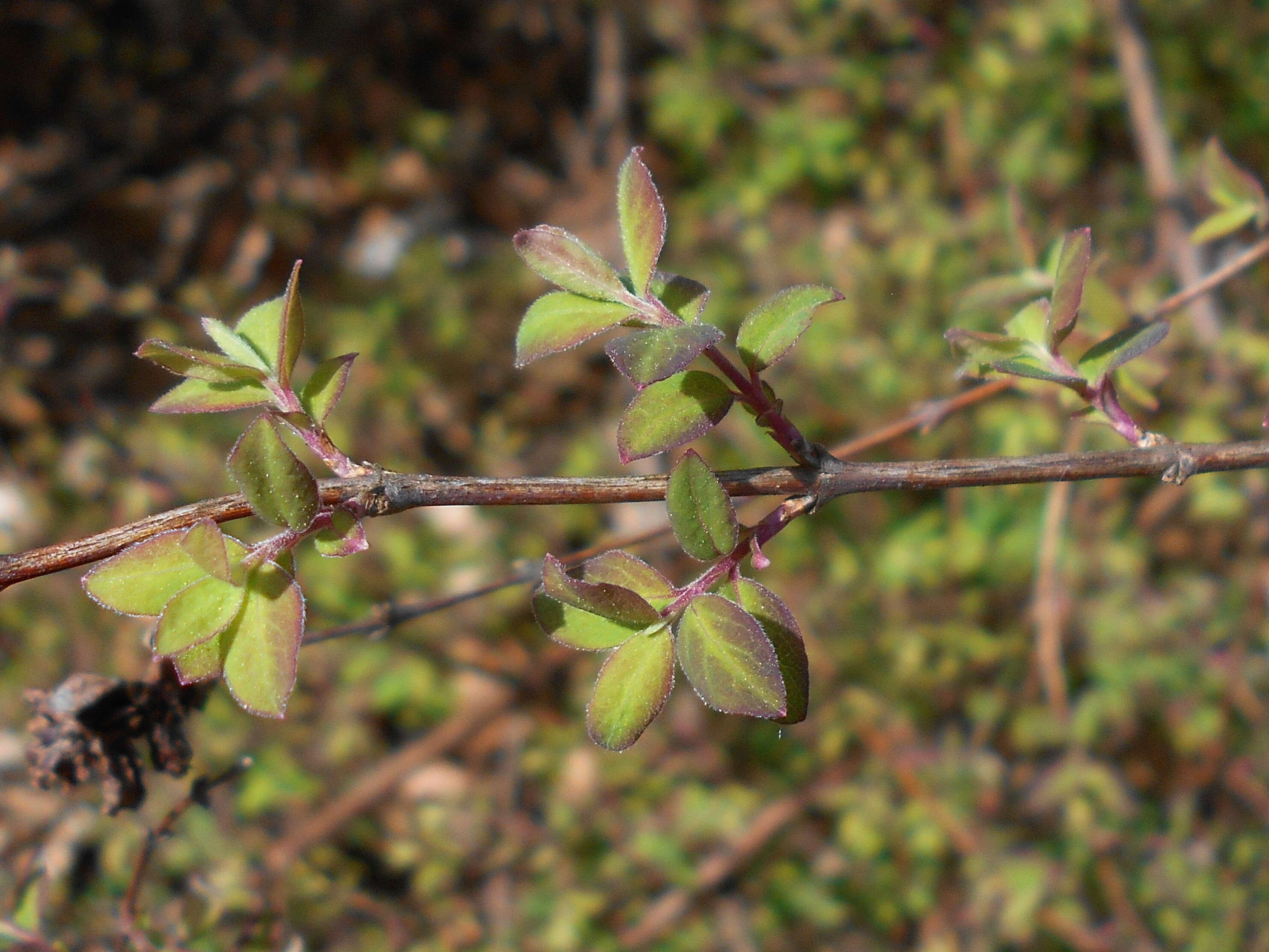 Sivun Symphoricarpos orbiculatus Moench kuva