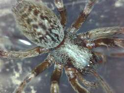 Image of Desid spider