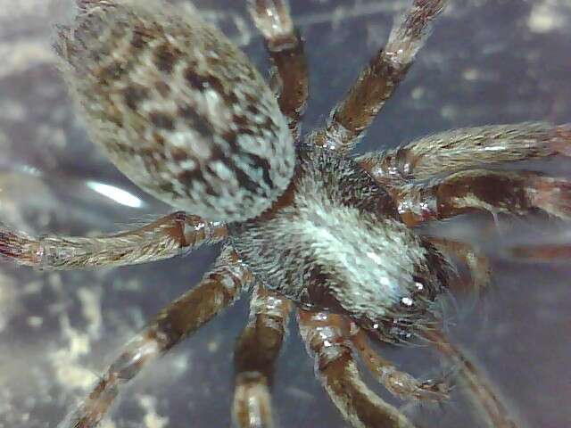 Image of Desid spider