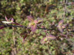 Sivun Symphoricarpos orbiculatus Moench kuva