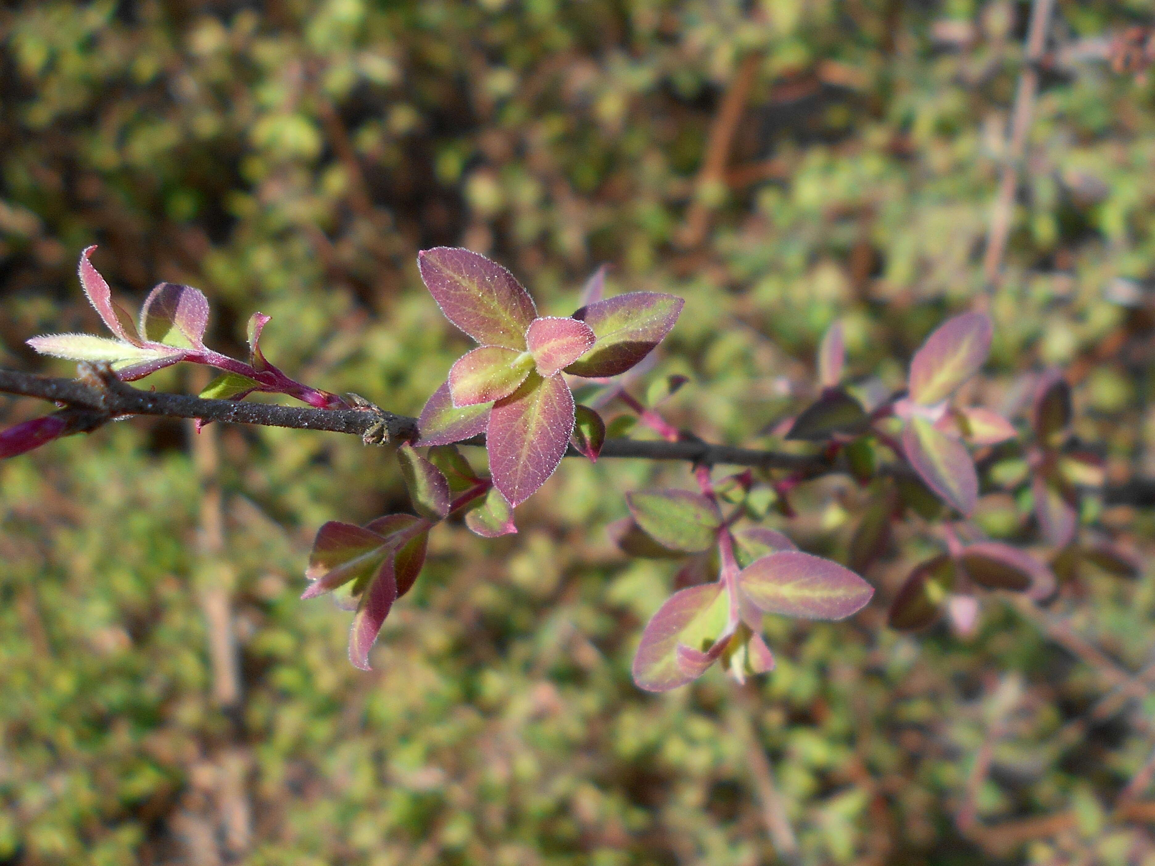 Sivun Symphoricarpos orbiculatus Moench kuva