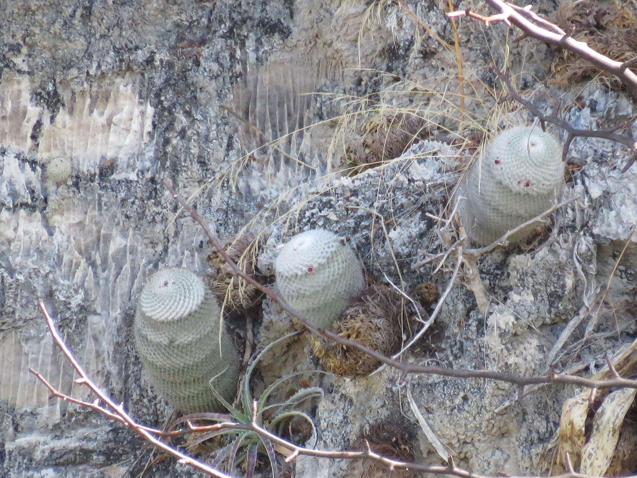 Image of Mammillaria albilanata subsp. albilanata