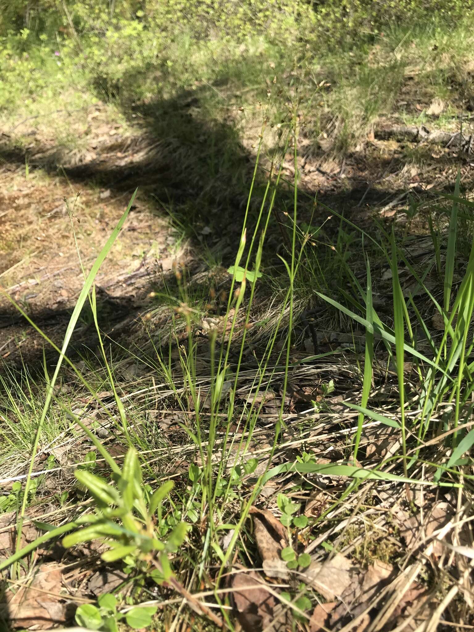 Image of Rufous Wood-Rush