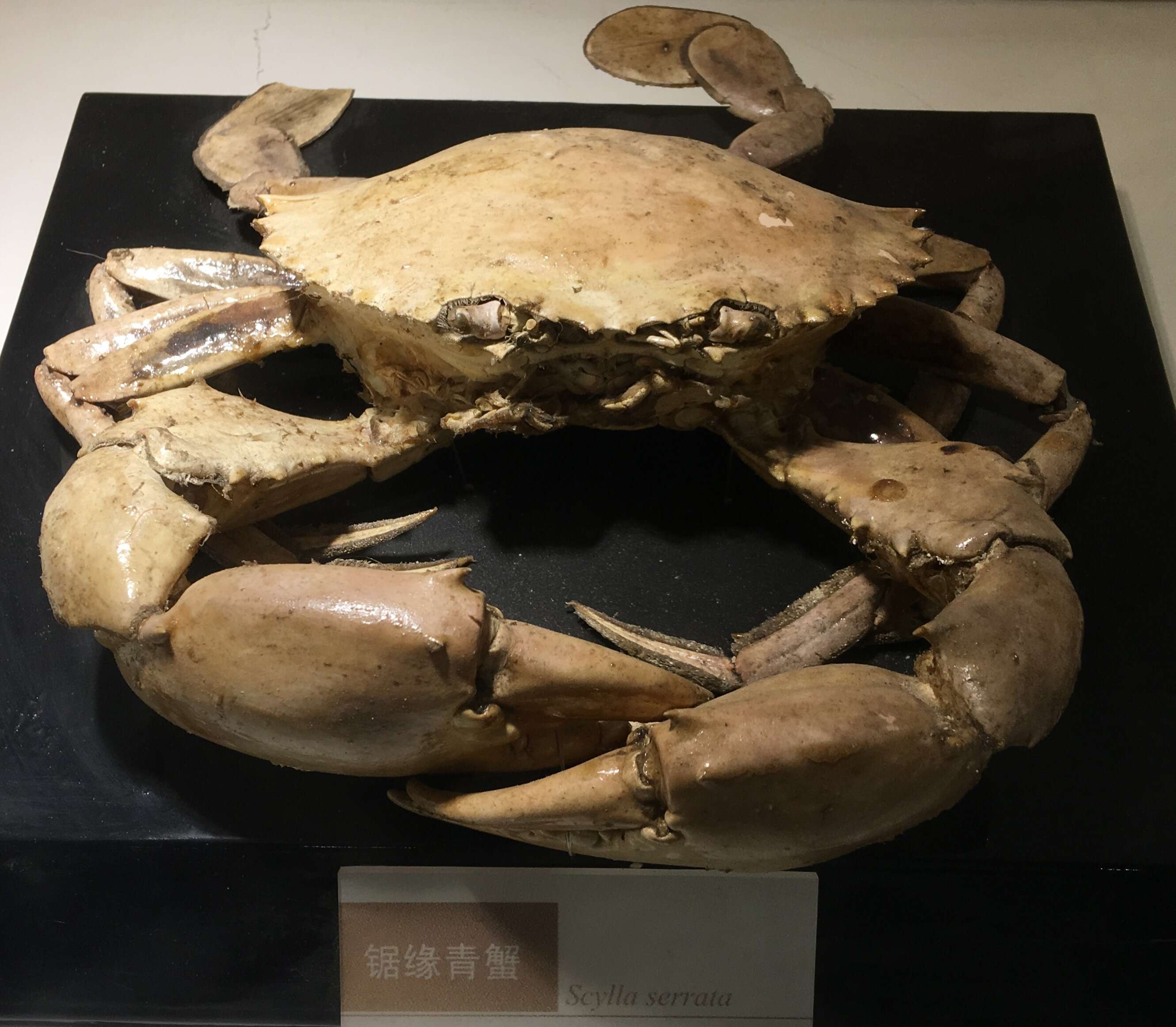 Image of Mud crab
