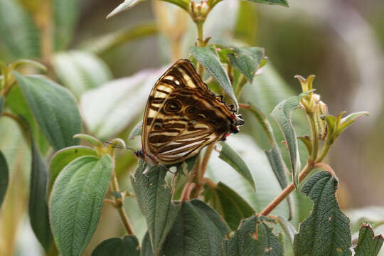 صورة Morpho sulkowskyi Kollar 1850