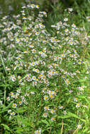 Image de Symphyotrichum salignum (Willd.) G. L. Nesom