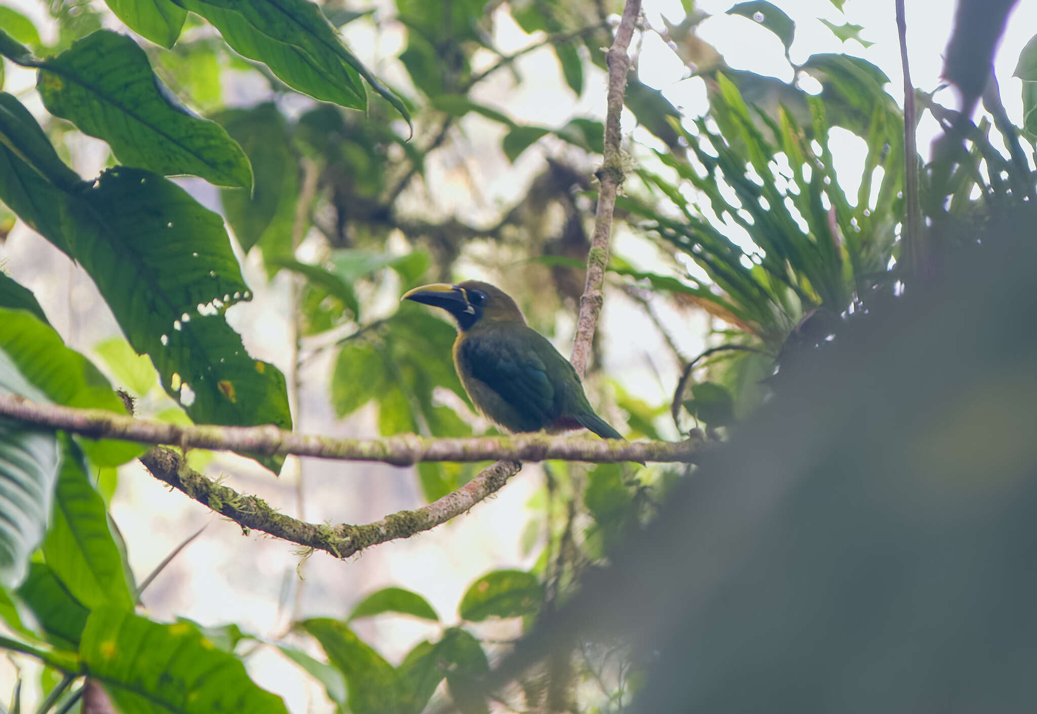 Image of <i>Aulacorhynchus prasinus caeruleogularis</i>