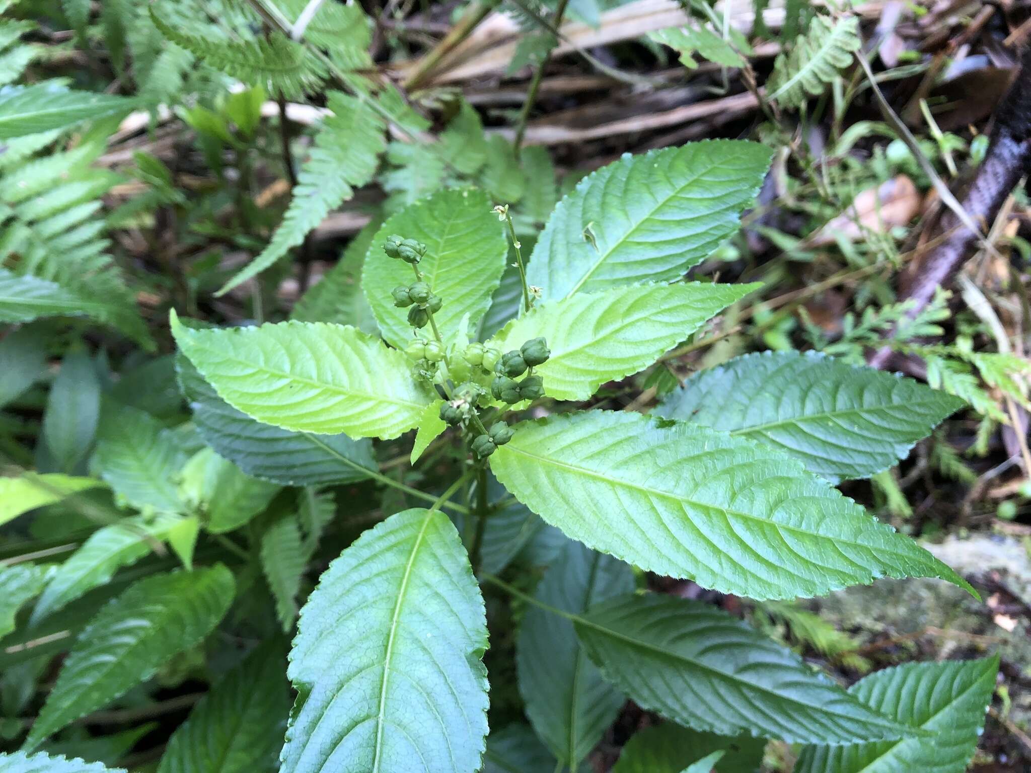 Image of Mercurialis leiocarpa Siebold & Zucc.