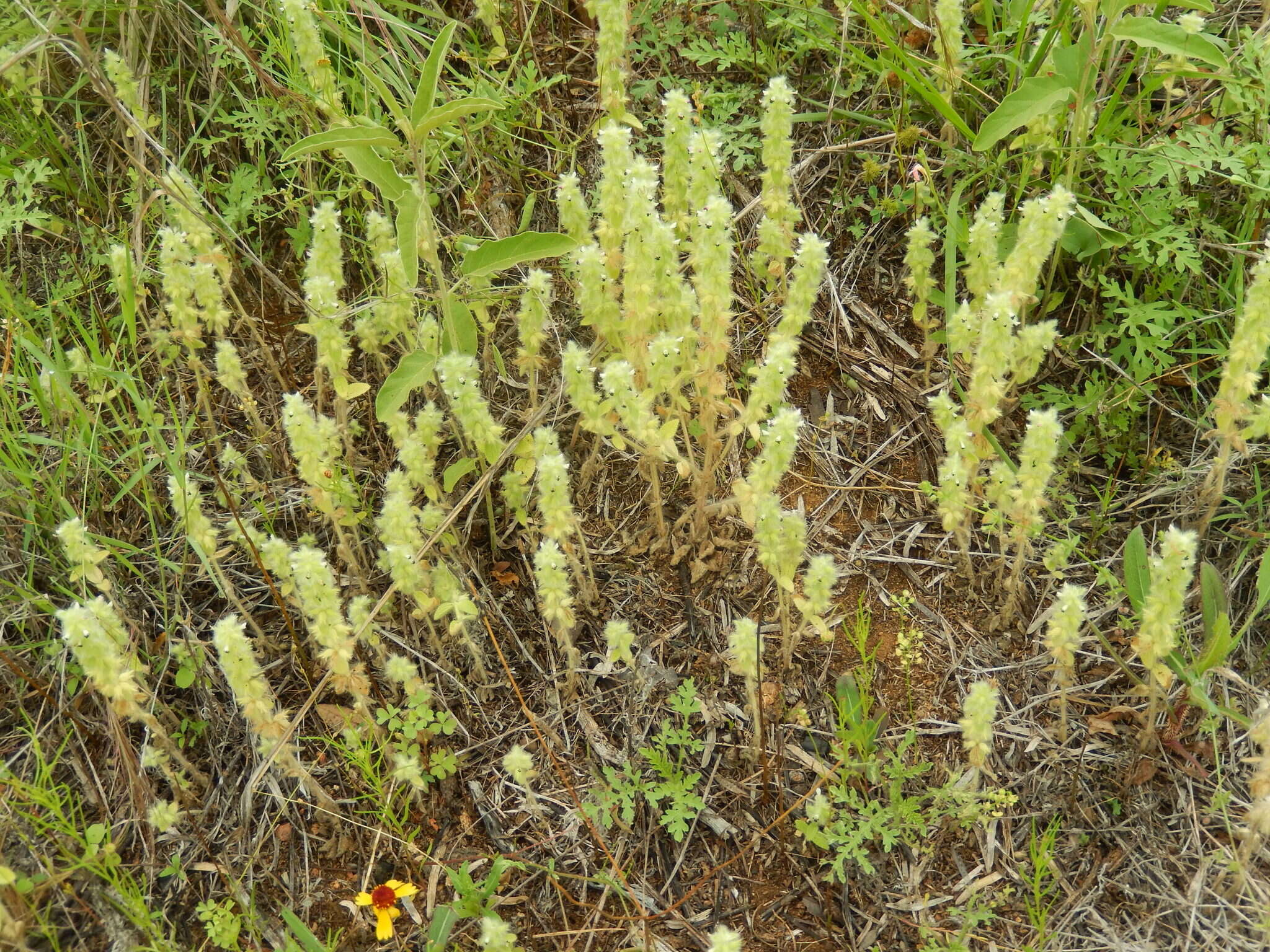 Слика од Sideritis lanata L.