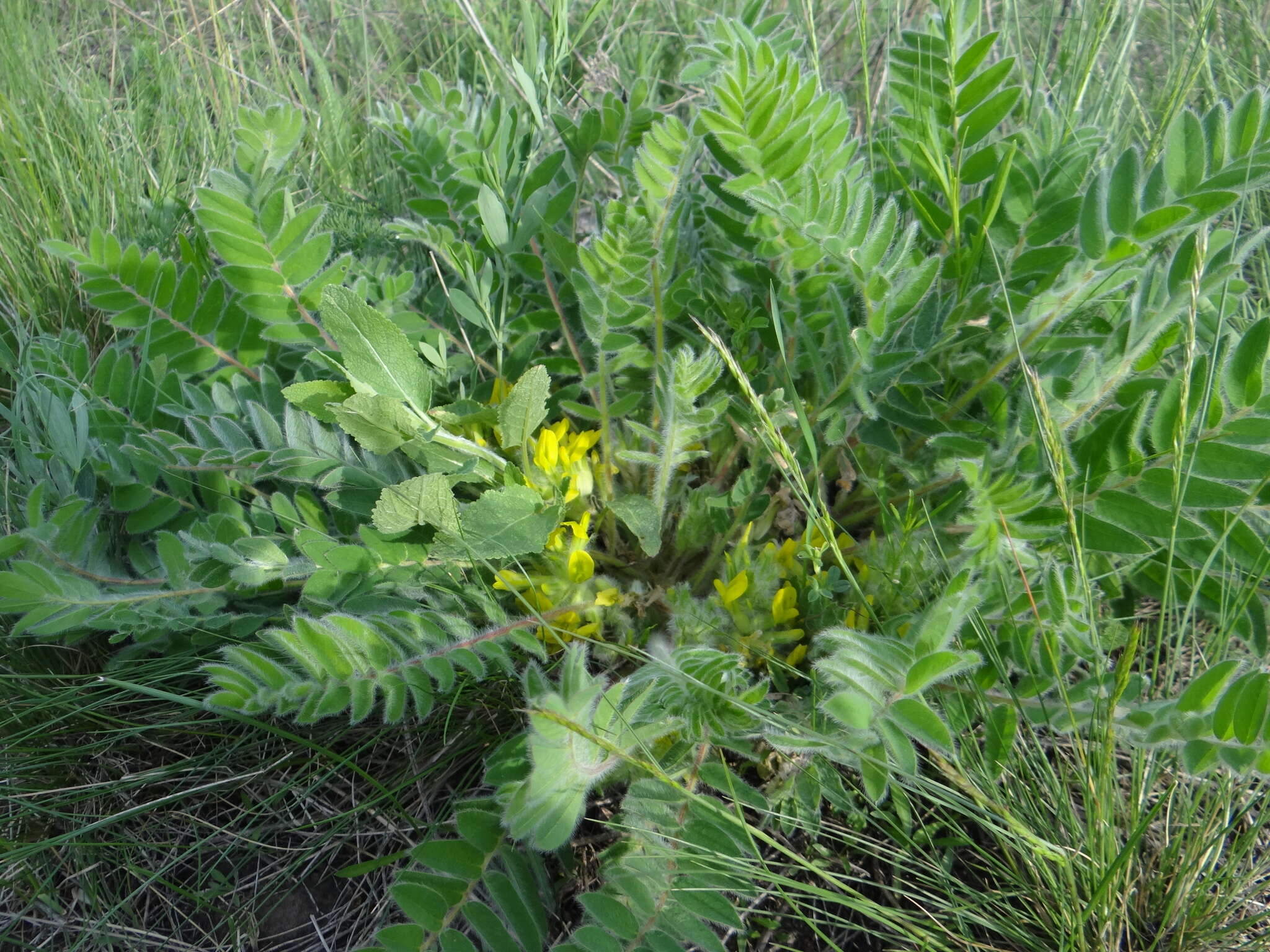 Image de Astragalus exscapus subsp. pubiflorus (DC.) Soó