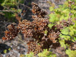 Image of false spiraea