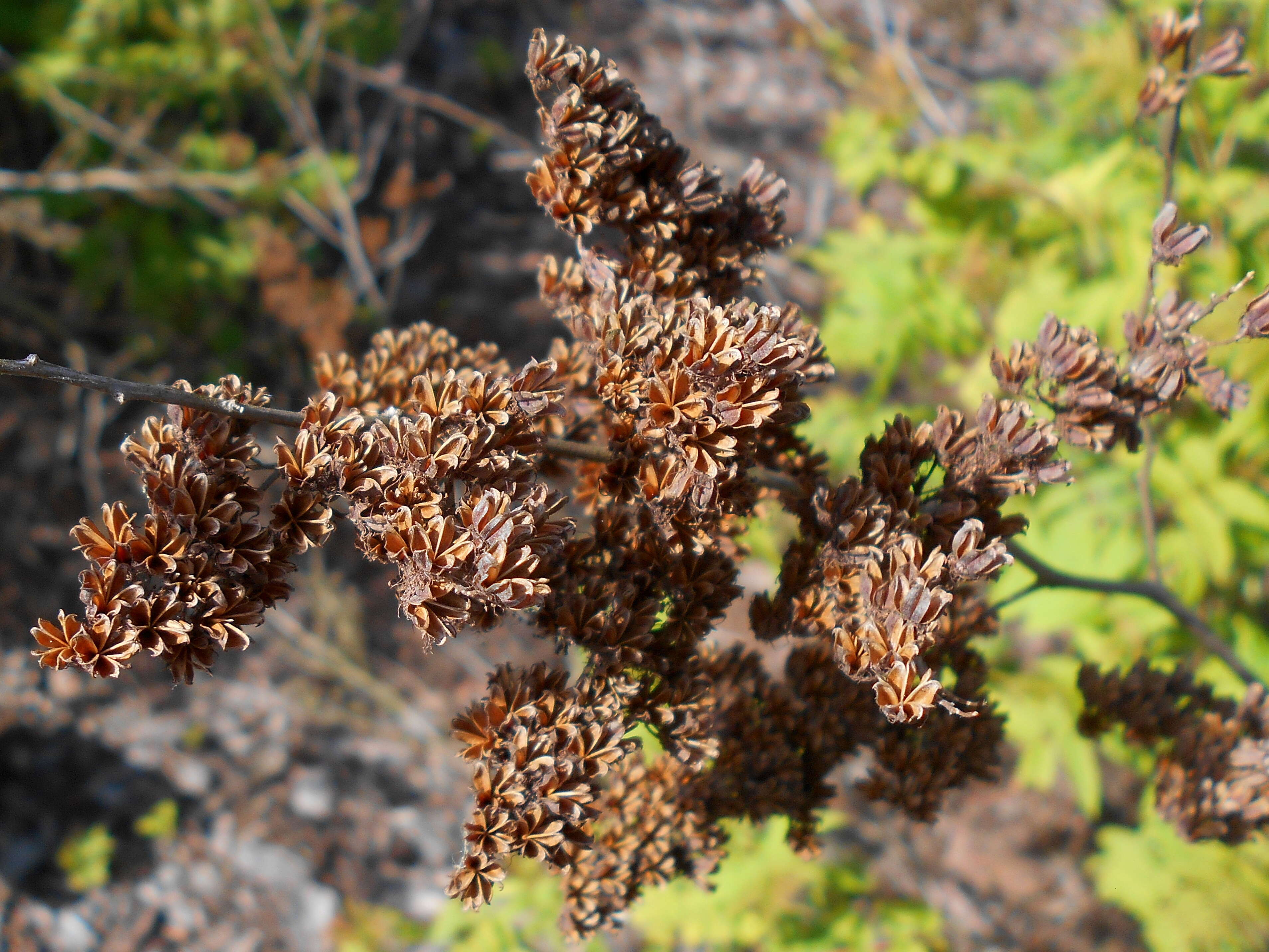 Image of false spiraea