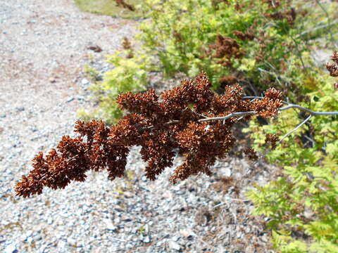 Image of false spiraea