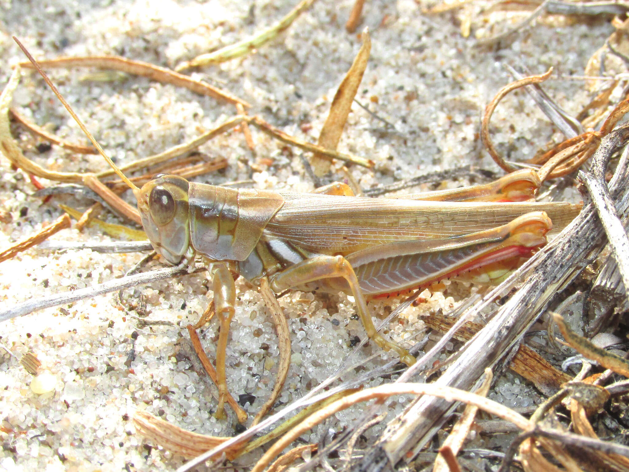 Слика од Melanoplus foedus foedus Scudder & S. H. 1878