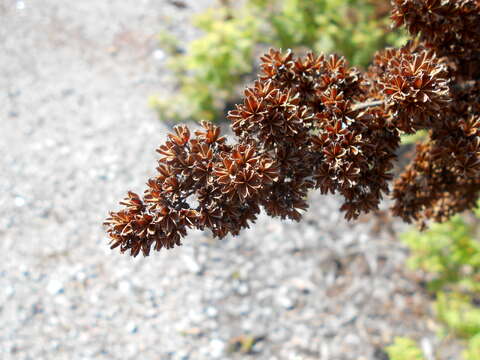 Image of false spiraea