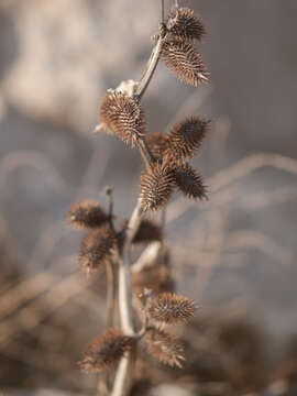 Imagem de <i>Xanthium echinatum</i>