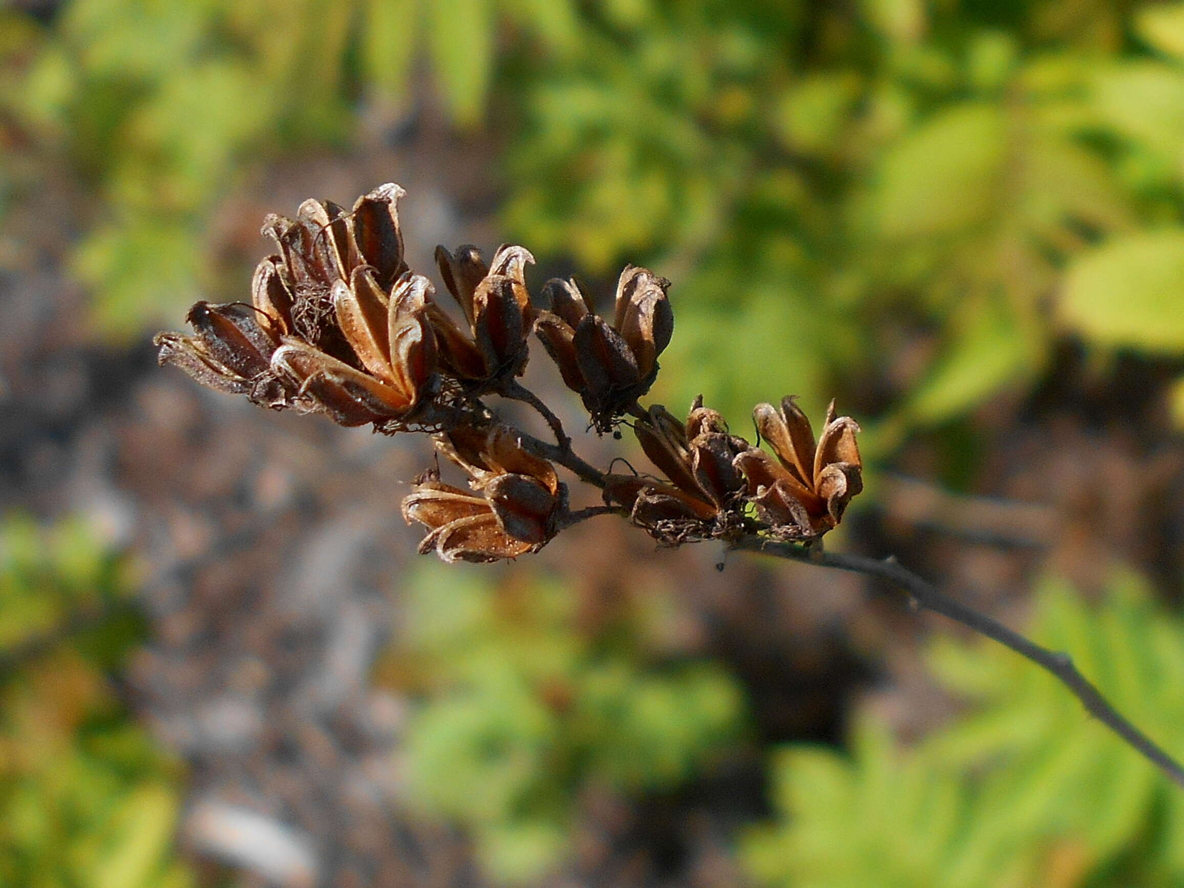 Image of false spiraea