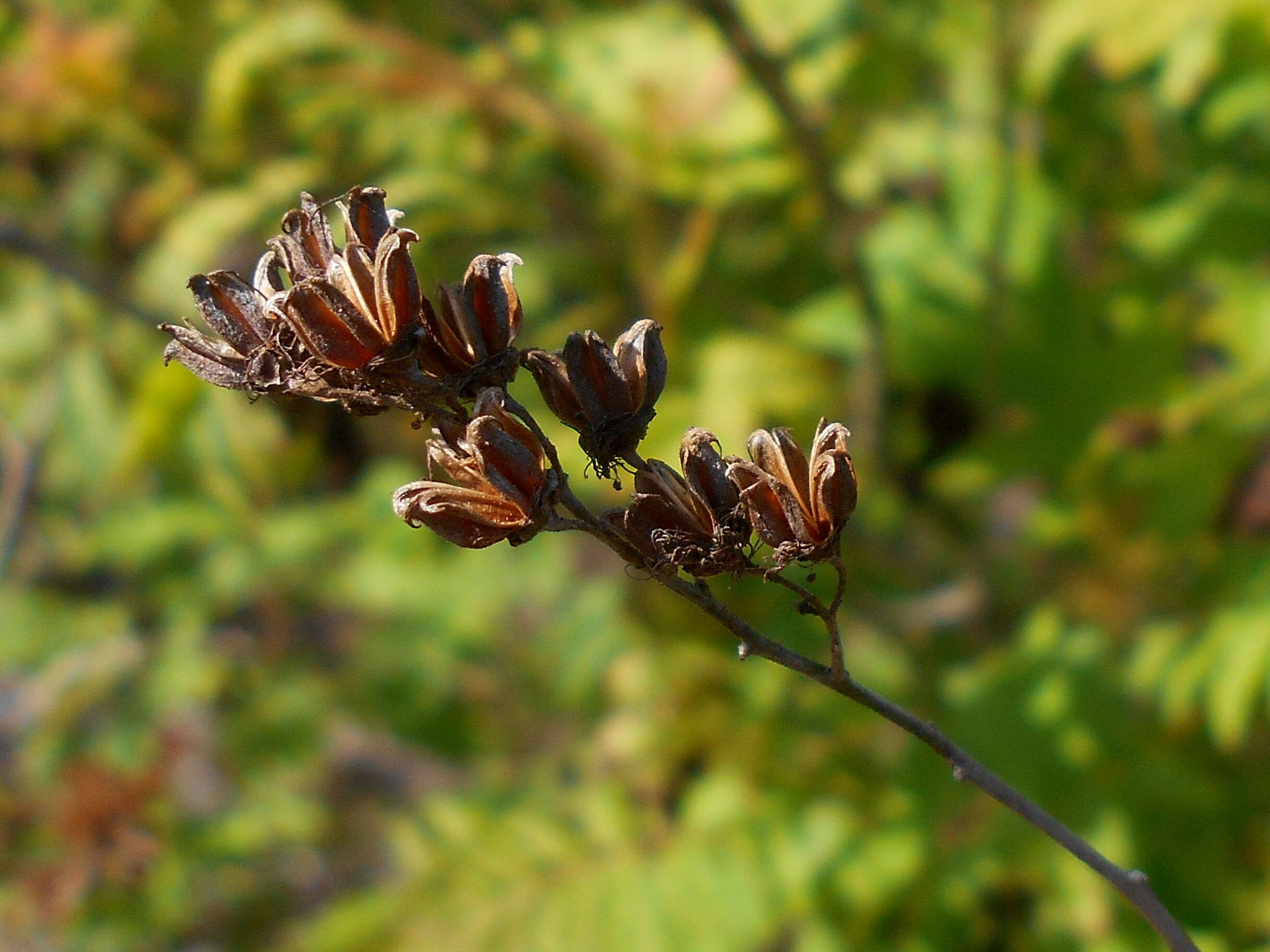 Image of false spiraea