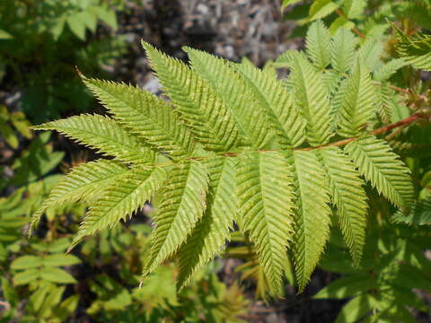 Imagem de Sorbaria sorbifolia (L.) A. Braun