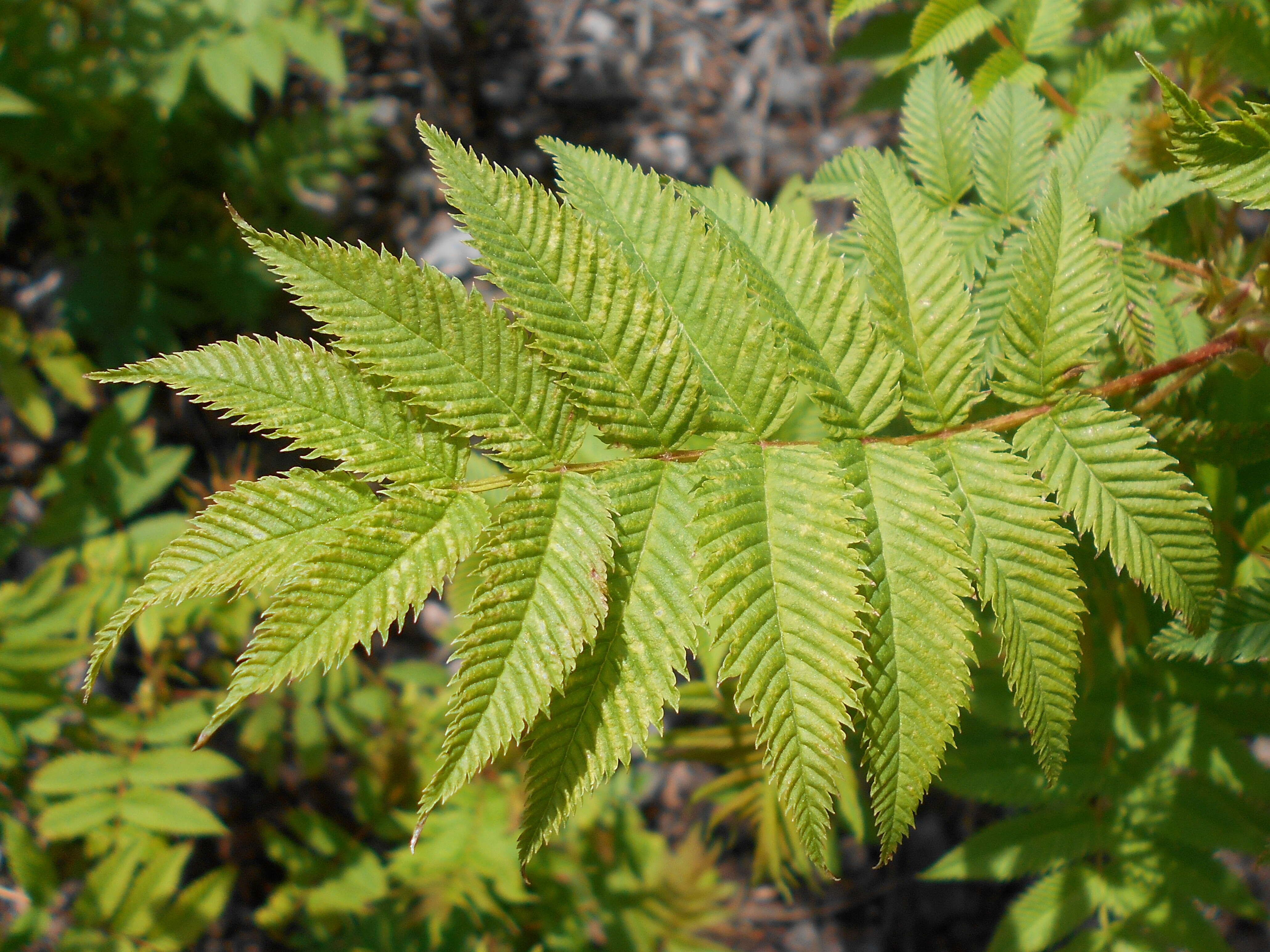 Image of false spiraea