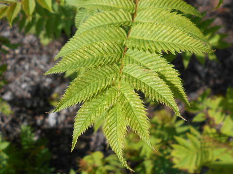 Image of false spiraea