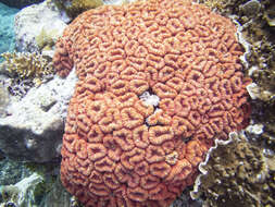 Image of Brain Root Coral