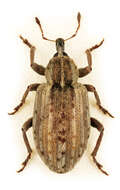 Image of Weevil