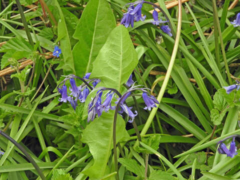 Image of Common Bluebell