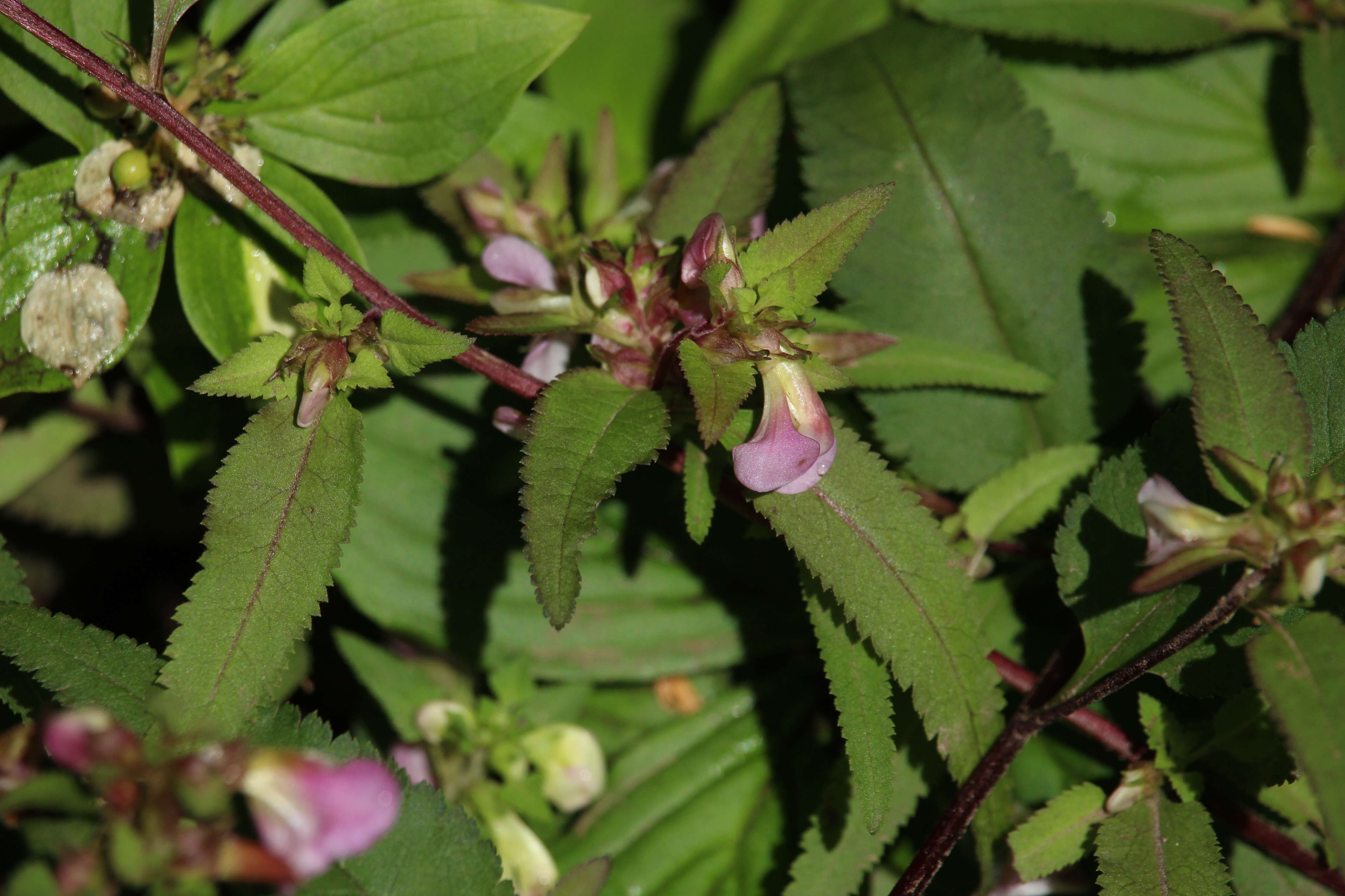 Image of sickletop lousewort