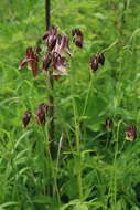 Image of Aquilegia oxysepala Trautv. & C. A. Mey.