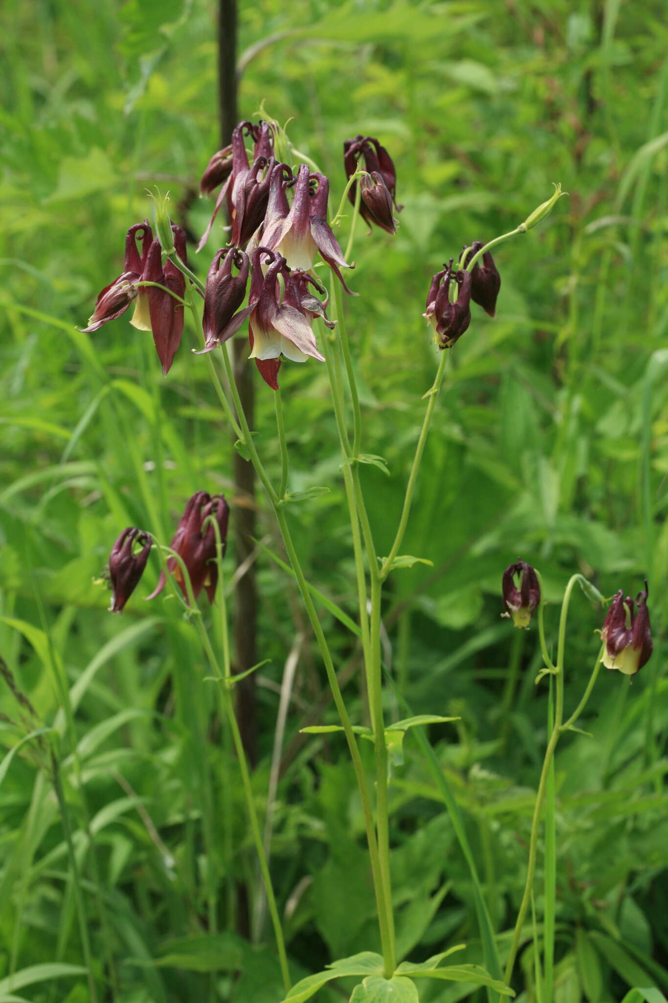 Plancia ëd Aquilegia oxysepala Trautv. & C. A. Mey.