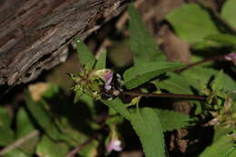 Image of sickletop lousewort