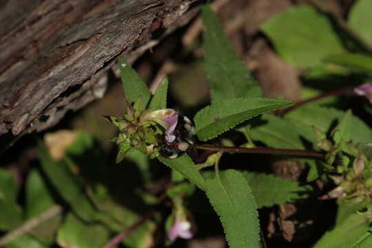 Imagem de Pedicularis racemosa Dougl. ex Hook.