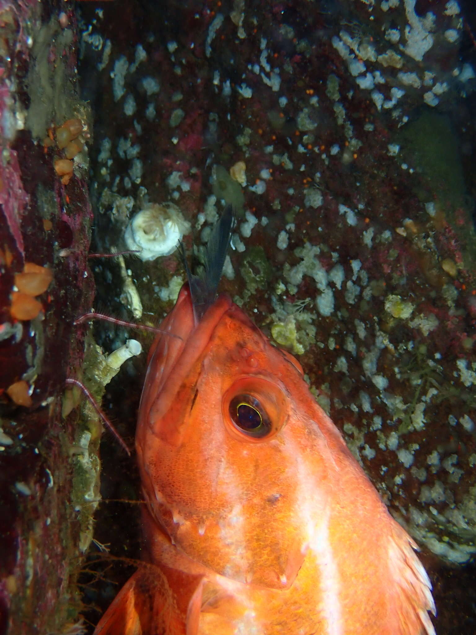 Image of Yelloweye rockfish