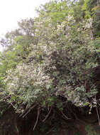 Image of Baphia racemosa (Hochst.) Baker