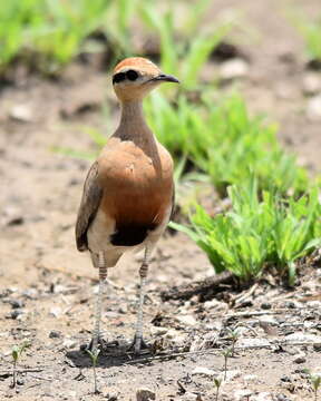 Image of Temminck's Courser