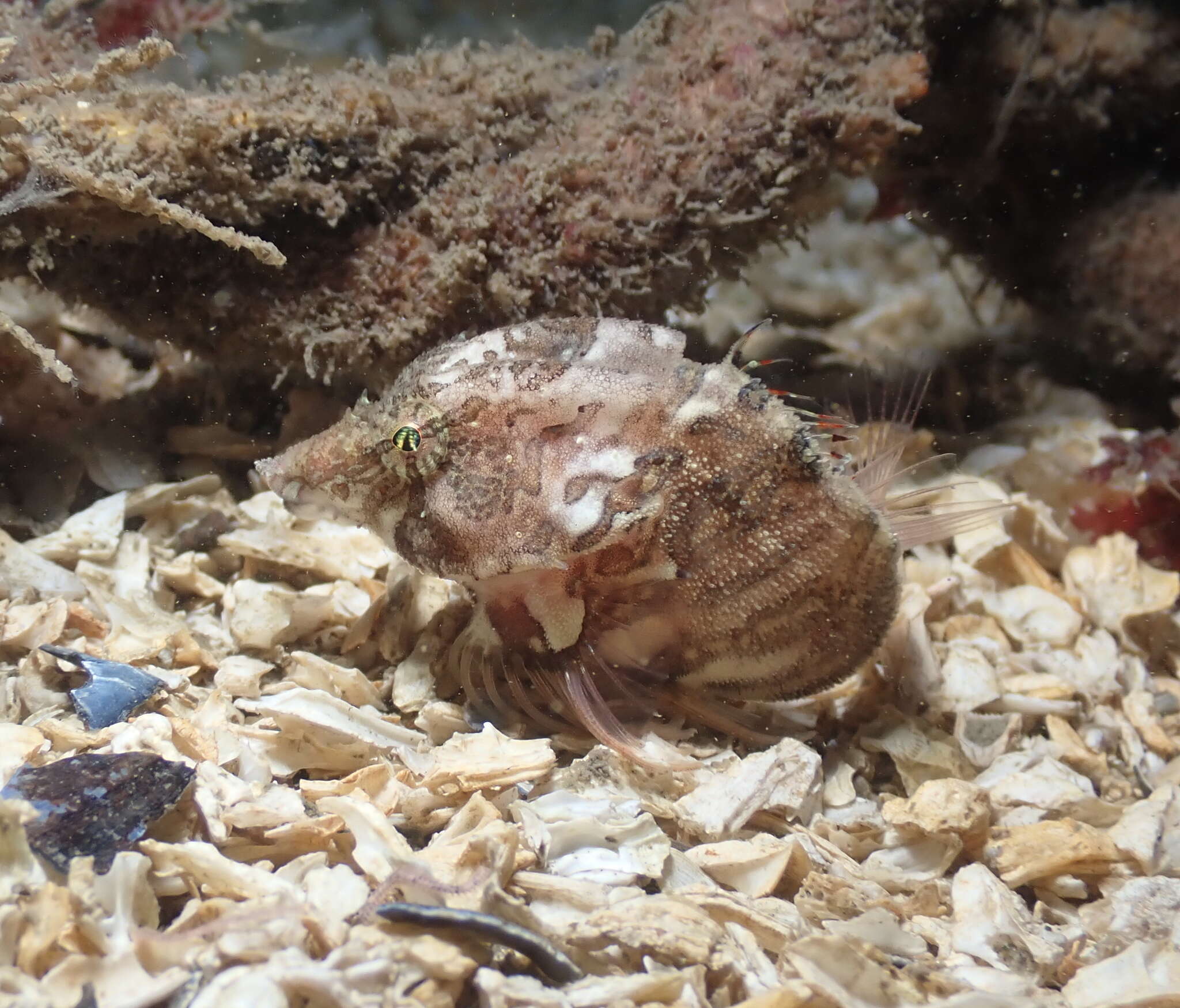 Image of grunt sculpins