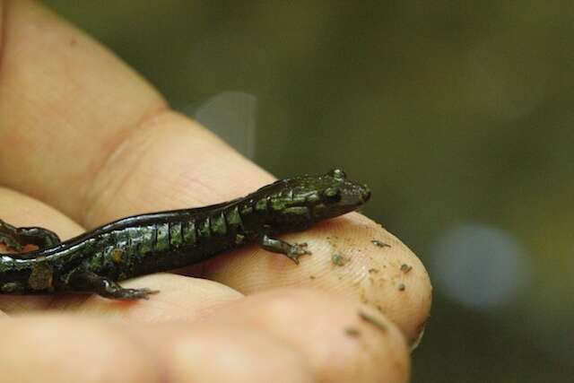 Image of Allegheny Mountain Dusky Salamander