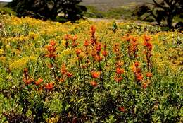 Image of lion's ear