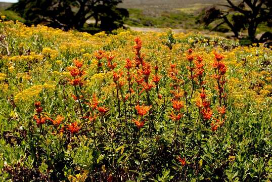 Image of lion's ear