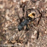 Image de Polyrhachis euterpe Forel 1902