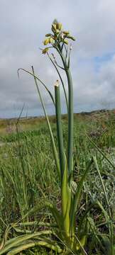 Image de Albuca grandis J. C. Manning & Goldblatt