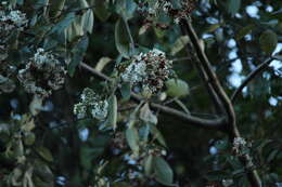 Image of Cordia trichotoma (Vell.) Arrab. ex Steud.