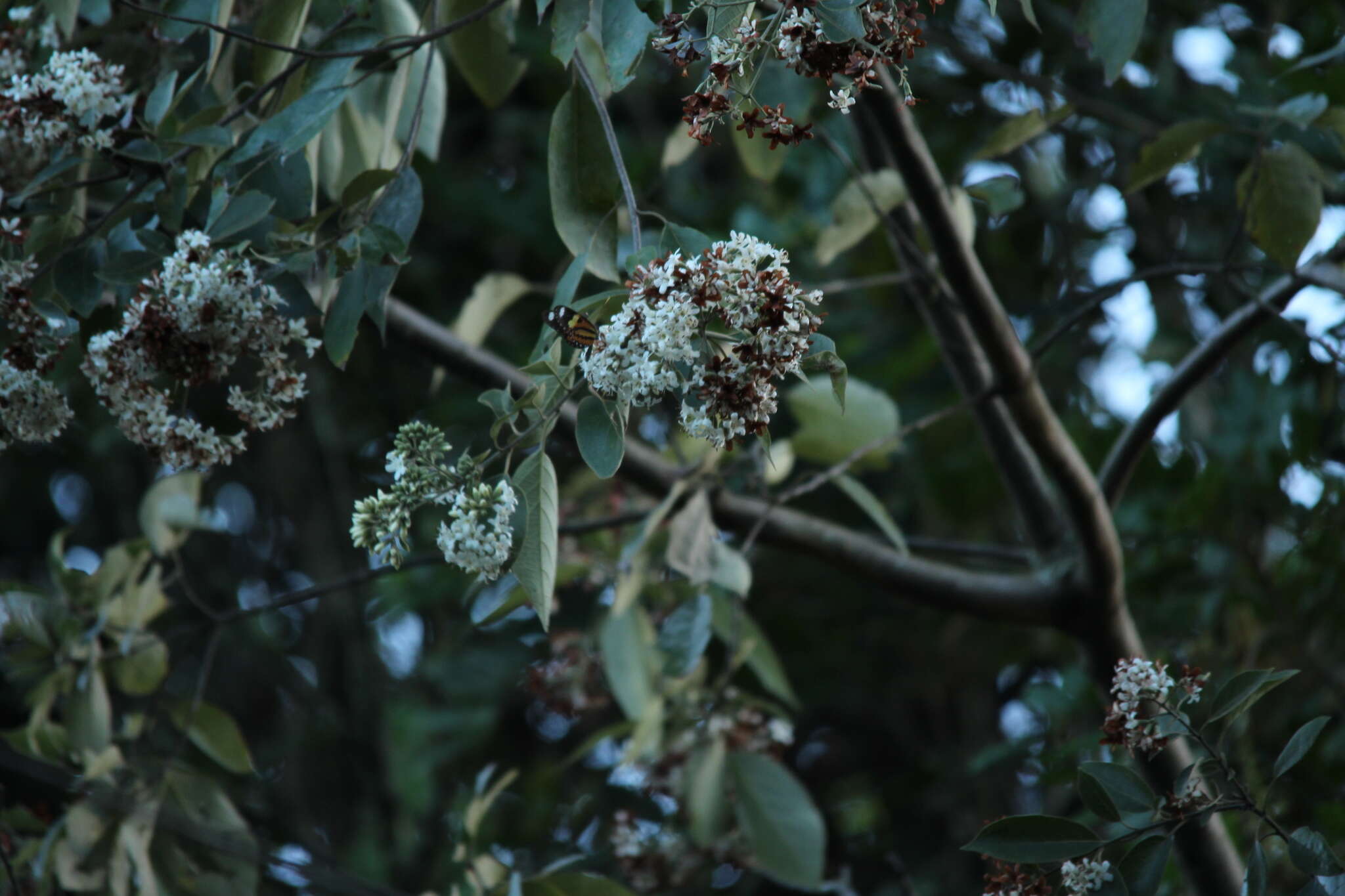 Слика од Cordia trichotoma (Vell.) Arrab. ex Steud.