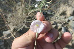 Imagem de Convolvulus prostratus Forsk.