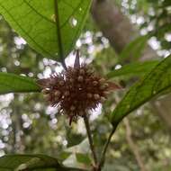 Imagem de Clerodendrum deflexum Wall.