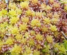 Imagem de Sphagnum subnitens Russow & Warnstorf 1888